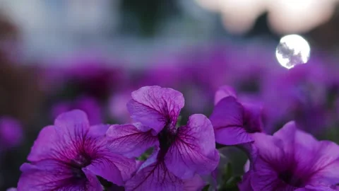 Large purple flowers flutter in the wind. B roll Видео 312562851