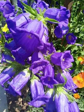 Large purple flowers Stockfoto's