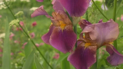 Large purple iris, breeze Stock Footage 138734868
