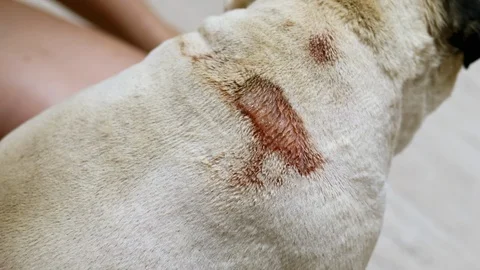 Large purulent wound on the back of a pug, eczema on a sick dog in close-up Stock Footage 110818218