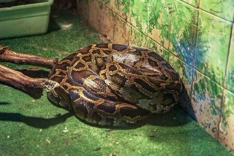 Large Python Coiled on Green Artificial Turf Inside a Terrarium Stock Photos
