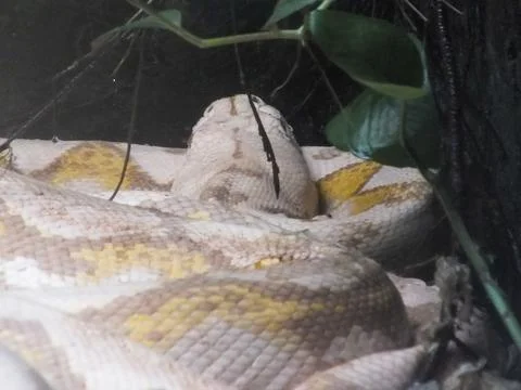 A large python coils quietly under branches, its patterned scales blending .. Foto stock