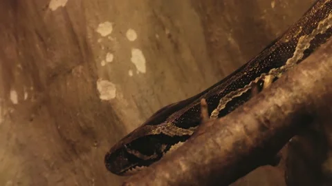 A large python is crawling on a tree branch, its head and skin texture are Video stock 143574674