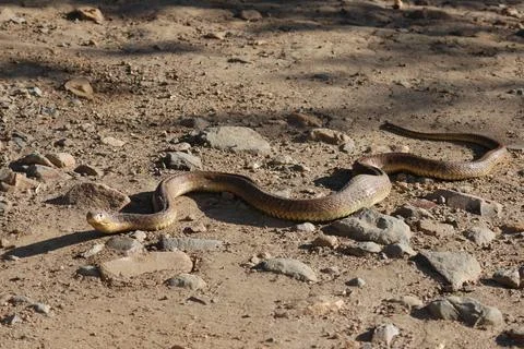 Large python on a dirty floor Foto stock