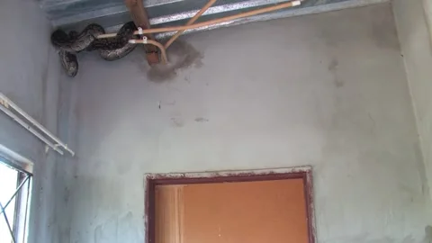 Large Python Hiding Inside House Roof Structure safety risk and human-anima.. Stockbeeldmateriaal 332948562