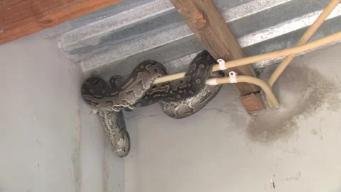 Large Python Hiding Inside House Roof Structure safety risk and human-anima.. Stockbeeldmateriaal 332948574
