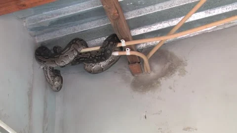 Large Python Hiding Inside House Roof Structure safety risk and human-anima.. Stockbeeldmateriaal 333149409