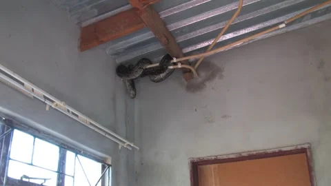 Large Python Hiding Inside House Roof Structure safety risk and human-anima.. Stockbeeldmateriaal 333486951