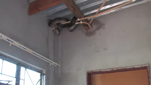 Large Python Hiding Inside House Roof Structure safety risk and human-anima.. Stockbeeldmateriaal 333592621