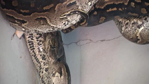 Large Python Hiding Inside House Roof Structure safety risk and human-anima.. Stockbeeldmateriaal 333721649
