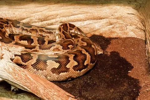 Large python with intricate brown and tan patterns coiled on a log Foto stock