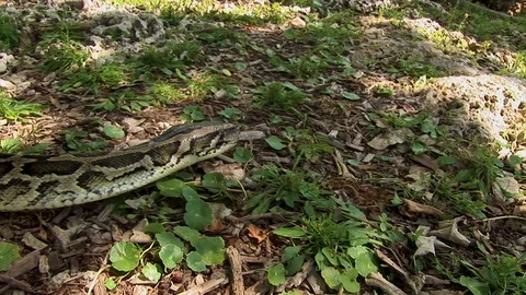 A large python moves slowly along the ground coiled up and working its way Stock Footage 125397520