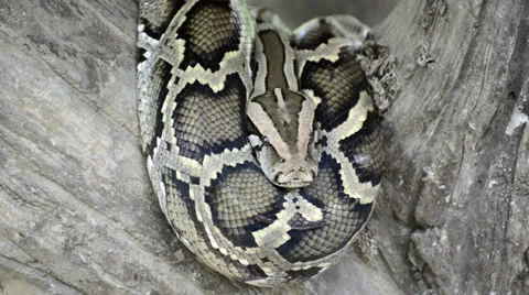 Large Python in Orchard Stock-Footage 38491899