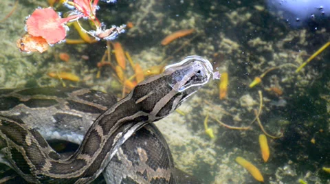 Large Python in Orchard Stock-Footage 38492065