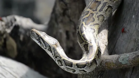 Large Python in Orchard Stock-Footage 38492176
