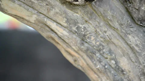 Large Python in Orchard Stock-Footage 38492267