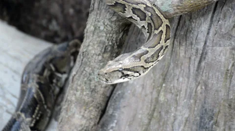 Large Python in Orchard Stock-Footage 39629110