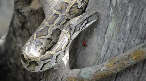 Large Python in Orchard Stock-Footage 39629287