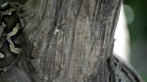 Large Python in Orchard Stock-Footage 39629319