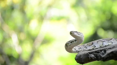 Large Python in Orchard Stock-Footage 44407734