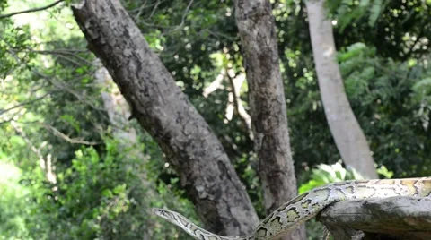 Large Python in Orchard Stock-Footage 44407919