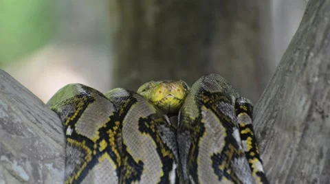 Large Python in Orchard Stock-Footage 44407949