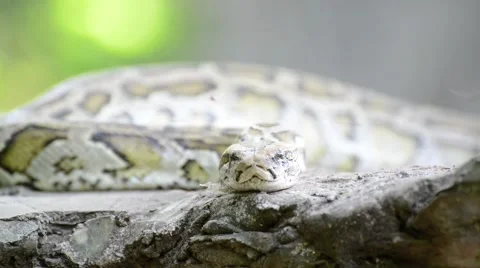 Large Python in Orchard Stock-Footage 44408032