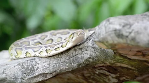 Large Python in Orchard Stock-Footage 44408136