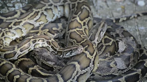 Large Python in Orchard Stock-Footage 44408159