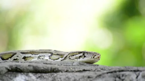 Large Python in Orchard Stock-Footage 44458577