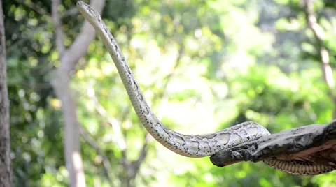 Large Python in Orchard Stock-Footage 44458639
