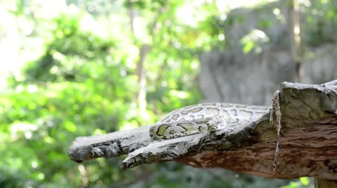 Large Python in Orchard Stock-Footage 44458874