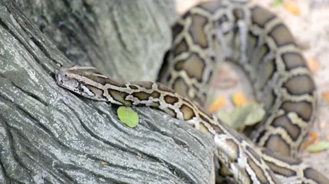 Large Python in Orchard Stock-Footage 44458966