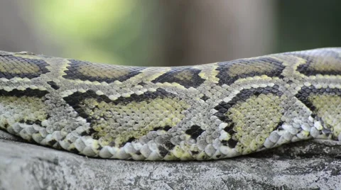 Large Python in Orchard Stock-Footage 44459204