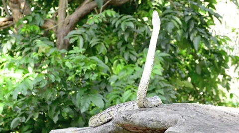 Large Python in Orchard Stock-Footage 44459226