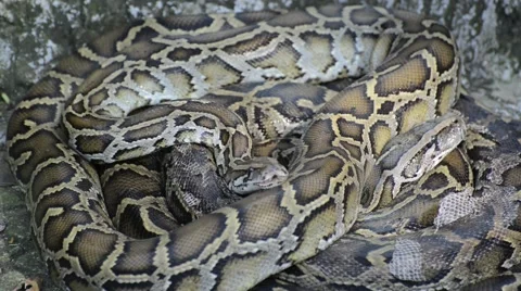 Large Python in Orchard Stock-Footage 44459776