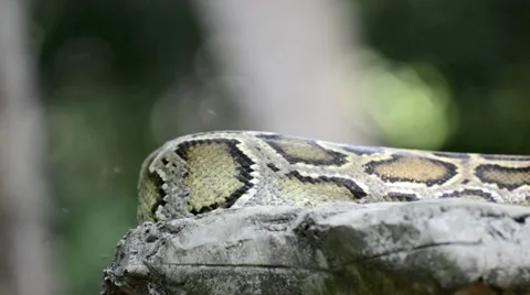 Large Python in Orchard Stock-Footage 44836873