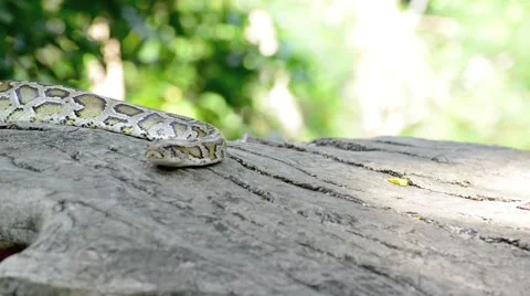 Large Python in Orchard 스톡 동영상 44836926