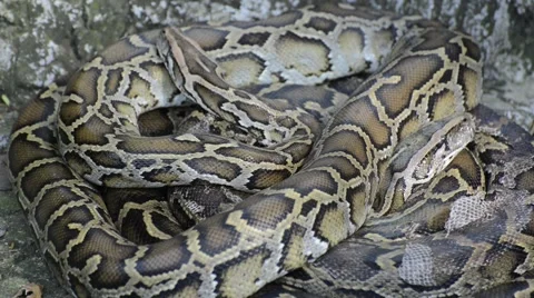Large Python in Orchard Stock-Footage 44836965