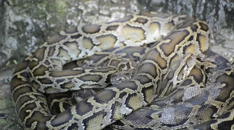 Large Python in Orchard Stock-Footage 44837008