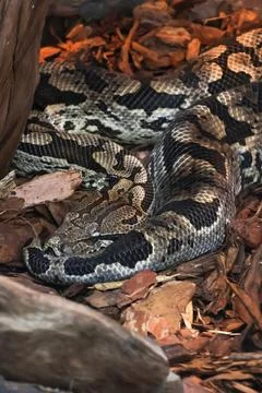 A large python rests among dried leaves and wood, showcasing its intricate sc Stock Photos
