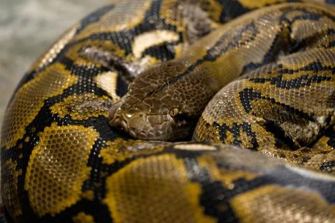 Large python sleeping Stock-Fotos