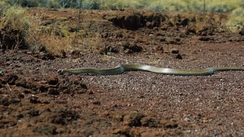 A large python slithering across the red earth Video stock 100351176