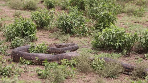 Large python slithers through dry grass and shrubs in the wilderness of Stock Footage 288107363