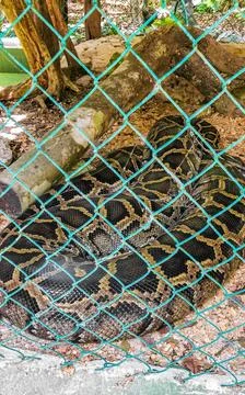 Large python snake in the enclosure in Tulum Mexico. Stock Photos