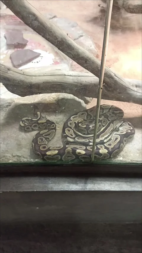 Large Python Snake Inside Glass Vivarium at Temara Zoo Morocco Stock Footage 343959565
