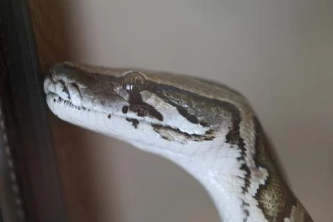 A large python snake photographed in close-up behind a stem Stock Photos