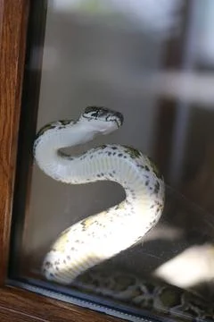 A large python snake photographed in close-up behind a stem Photos