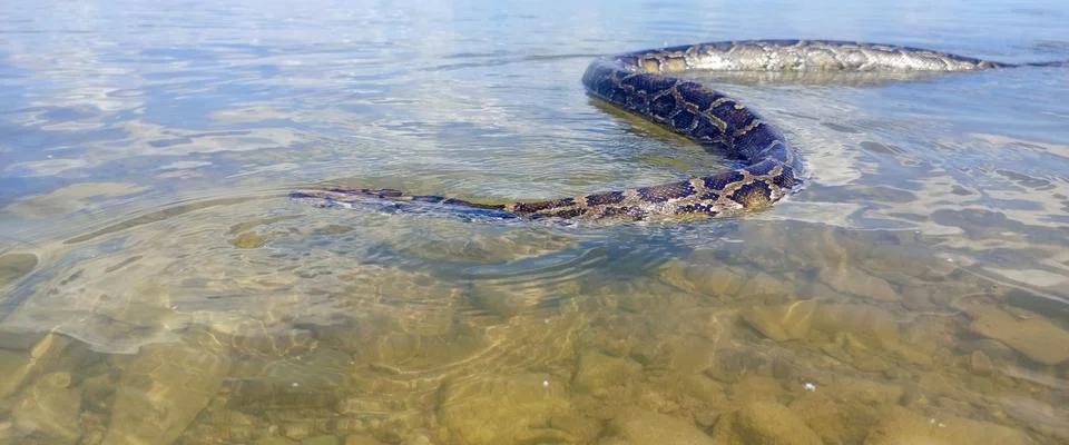 Large python swims in shallow, clear water, over a rocky bottom. Its patter.. Photos