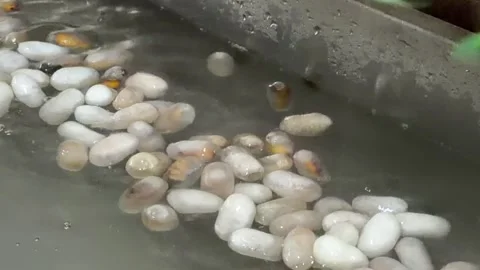 Large quantities of cocoons float in a hot water basin as fine filaments are Stock Footage 329276015